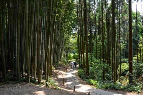 the path to reach the holy Camphor Tree, Ohkusu at Takeo onsen, Saga prefecture, Kyushu.