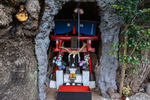 In the little hollow, you will find something embedded in the trunk, a small shrine!