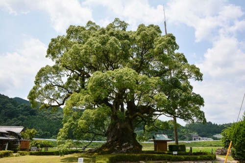 Sacred Camphor in Kawago  is designated as a natural monument of Japan. 