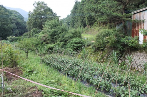 Farm stay at Ofuji in Oita prefecture, Kyushu, Japan.