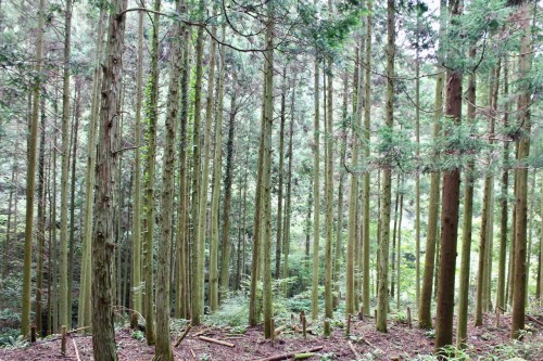 Farm stay at Ofuji in Oita prefecture, Kyushu, Japan.