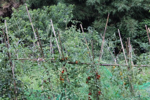 Farm stay at Ofuji in Oita prefecture, Kyushu, Japan.