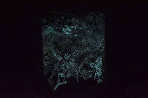 The Exhibition "a Forest Where Gods Live" produced by Teamlab at Mifuneyama rakuen garden at Takeo onsen, Saga.