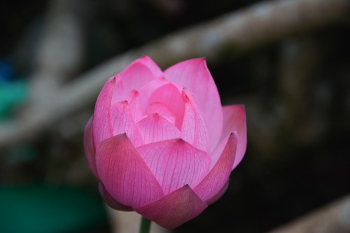 A lotus flower
