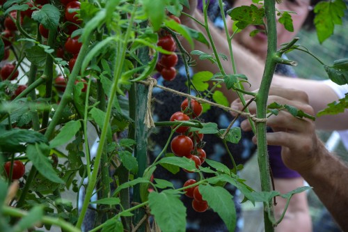 Picking Fresh Vegetables in Saiki city, Oita prefecture, Kyushu.