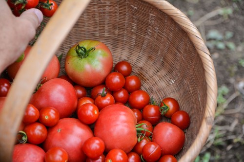 Tomatos at the farm in Saiki city, Oita prefecture, Kyushu.