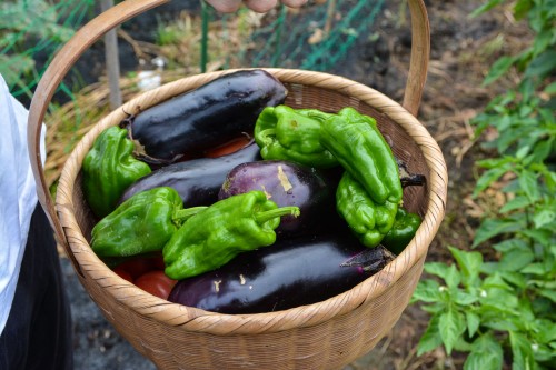 The vegetables we got at the farmer's inn, in Saiki city, Oita prefecture, Kyushu.