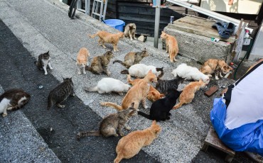 Cat island Fukashima, Oita prefecture, Kyushu.