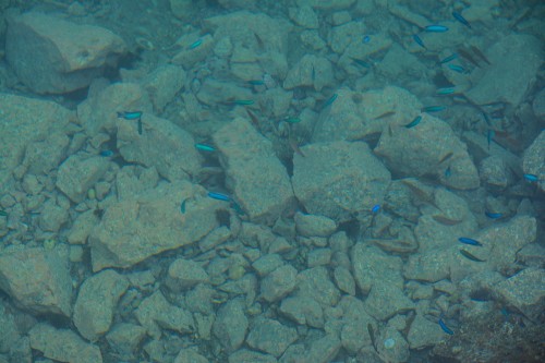 Fish in a small puddle on Cat island Fukashima, Oita prefecture, Kyushu.