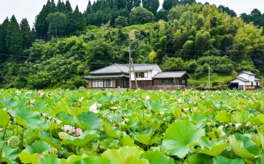 Lotus garden at usuki city, Oita prefecture, Japan.