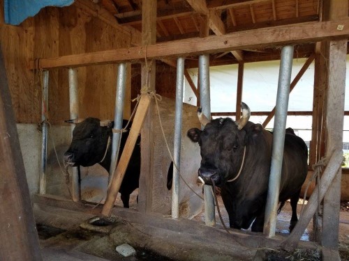 Yamakoshi village in Niigata prefecture is famous for the bull fighting , Japan.