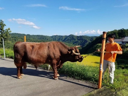 Yamakoshi village in Niigata prefecture is famous for the bull fighting , Japan.