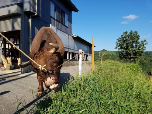 Yamakoshi village in Niigata prefecture is famous for the bull fighting , Japan.