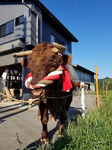 Yamakoshi village in Niigata prefecture is famous for the bull fighting , Japan.