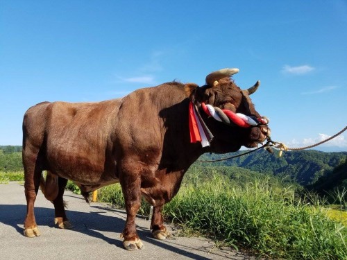 Yamakoshi village in Niigata prefecture is famous for the bull fighting , Japan.