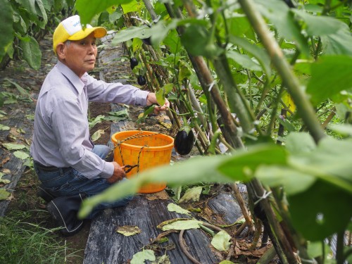 Farmer's stay in Bungotakada, Oita prefecture, Kyushu, Japan.