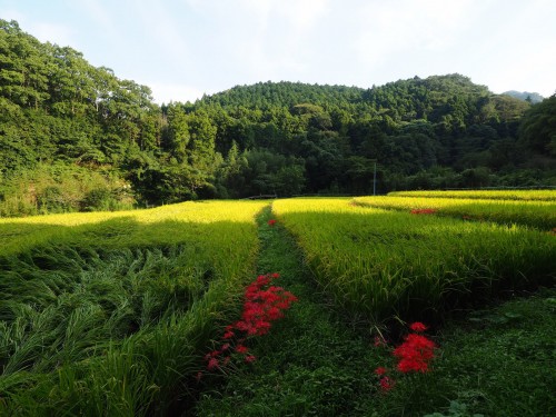 Farmer's stay in Bungotakada, Oita prefecture, Kyushu, Japan.