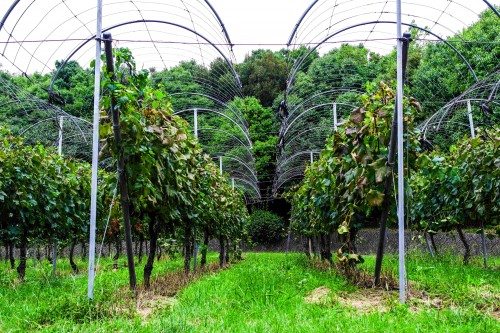 Ajimu Budoshu Koubou, also known as Ajimu Winery in Usa, Oita prefecture, Kyushu, Japan.