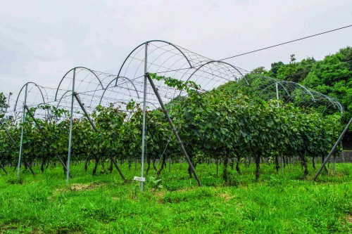 Ajimu Budoshu Koubou, also known as Ajimu Winery in Usa, Oita prefecture, Kyushu, Japan.