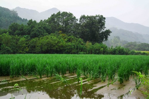 The rice fields in Ajimu district, Oita prefecture ,Kyushu, Japan.