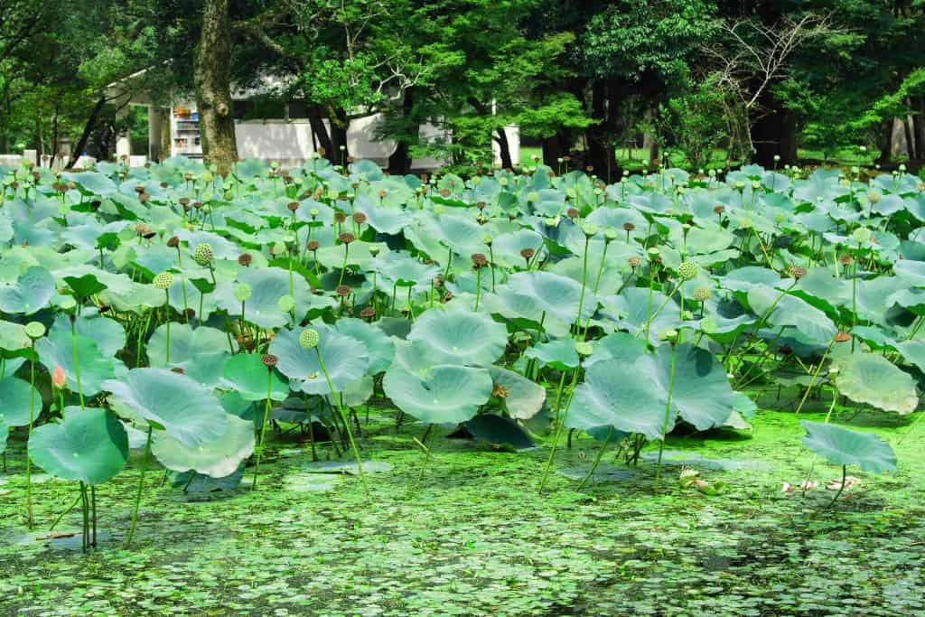 lotus flowers in Japanese garden