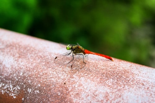 The rich nature in Oita prefecture , Kyushu, Japan.