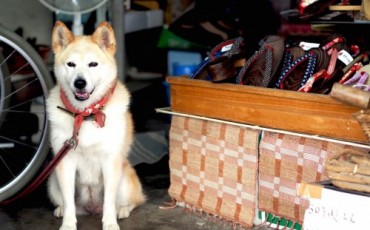 Shibainu, Showa no machi shopping street in Bungotakata city, Oita