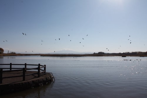 Birds at Lake Tofutsu