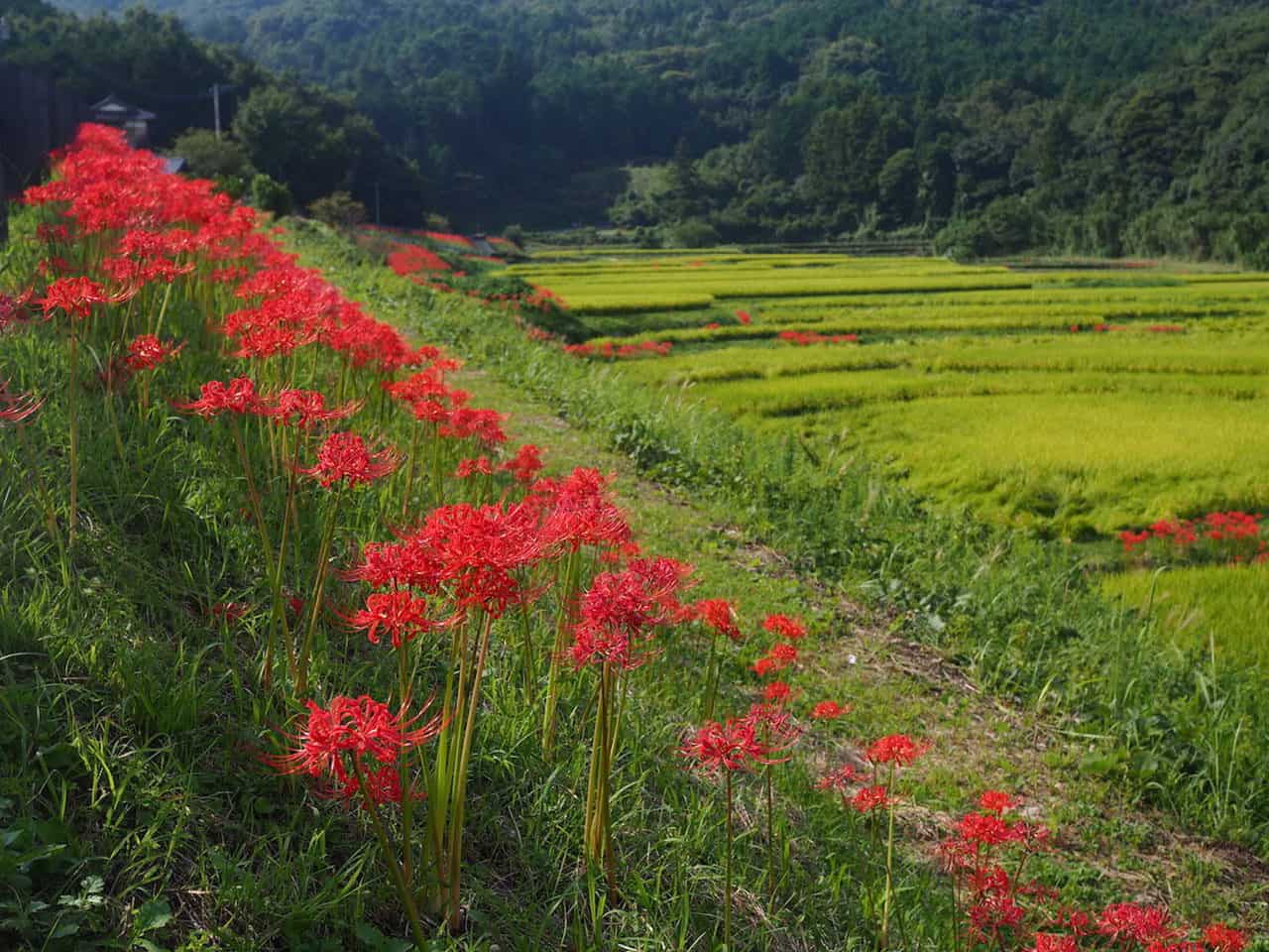 The Breathtaking Landscapes in Oita, Kyushu