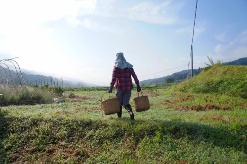 Countryside life in Oita, Kyushu, Japan.