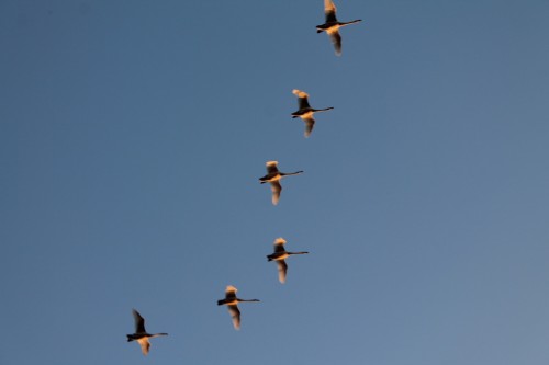 Bean Geese Flying Overhead