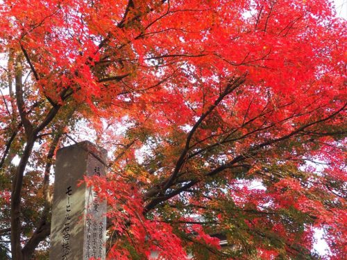 The autumn leaves in Himi city, Toyama prefecture, Japan.