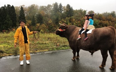 The bull culture in Yamaksohi