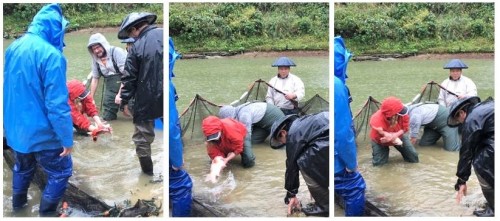 Yamakoshi carp