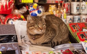 Katsushika, Shibamata area in Tokyo, Japan.