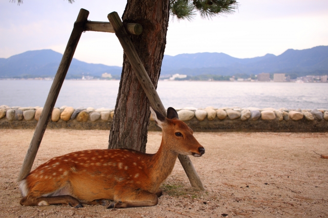 Miyajima, Japan.