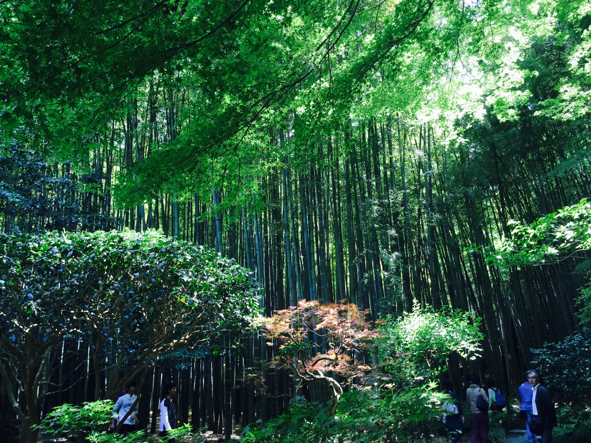 Kamakura in the Kantor region, Japan.