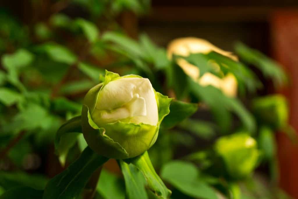 Botanchaya, A Unique Farmers Restaurant in Toon, Ehime