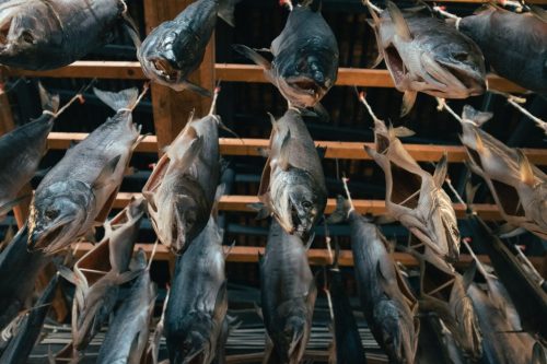 Murakami Salmon Seafood Local Food Niigata Prefecture