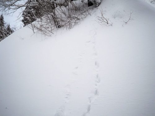 Ski and Snow-shoe experiences in Yamakoshi at Koshi Kogen