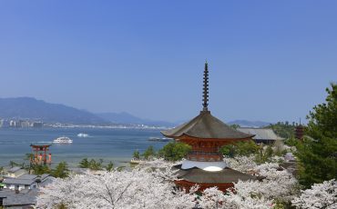 Miyajima island with cherry blossoms in Hiroshima Prefecture.