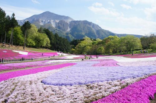 Shibazakura in Full Bloom at Hitsujiyama Park, Chichibu, Japan.