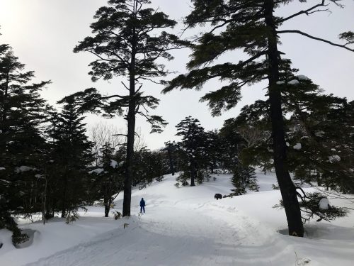 Enjoy Skiing at Manza Ski Resort, close to Tokyo, Japan.
