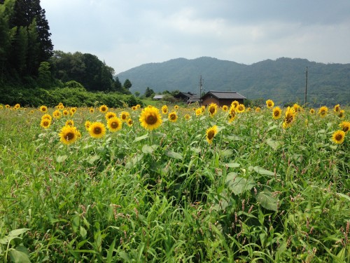 Yosano Sunflower Fields Kyotango Tango Kyoto Summer Nature Coast Himawari
