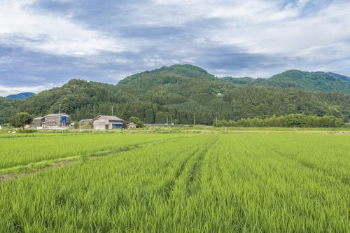 Goushikan Inn Ryokan Traditional Accommodation Local Cuisine Niigata Prefecture Murakami Rice Fields