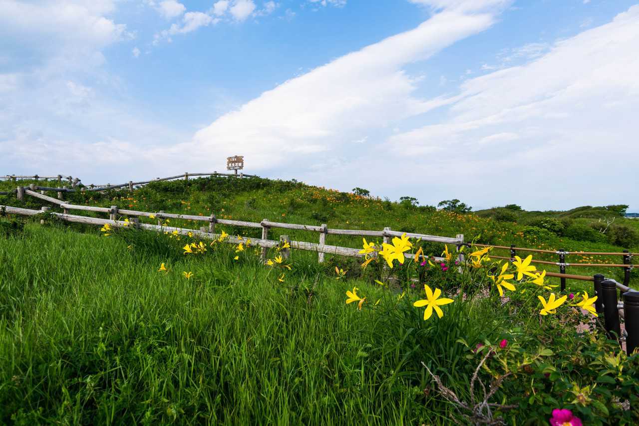 yellow flowers on Green Hill in Hokkaido Japan