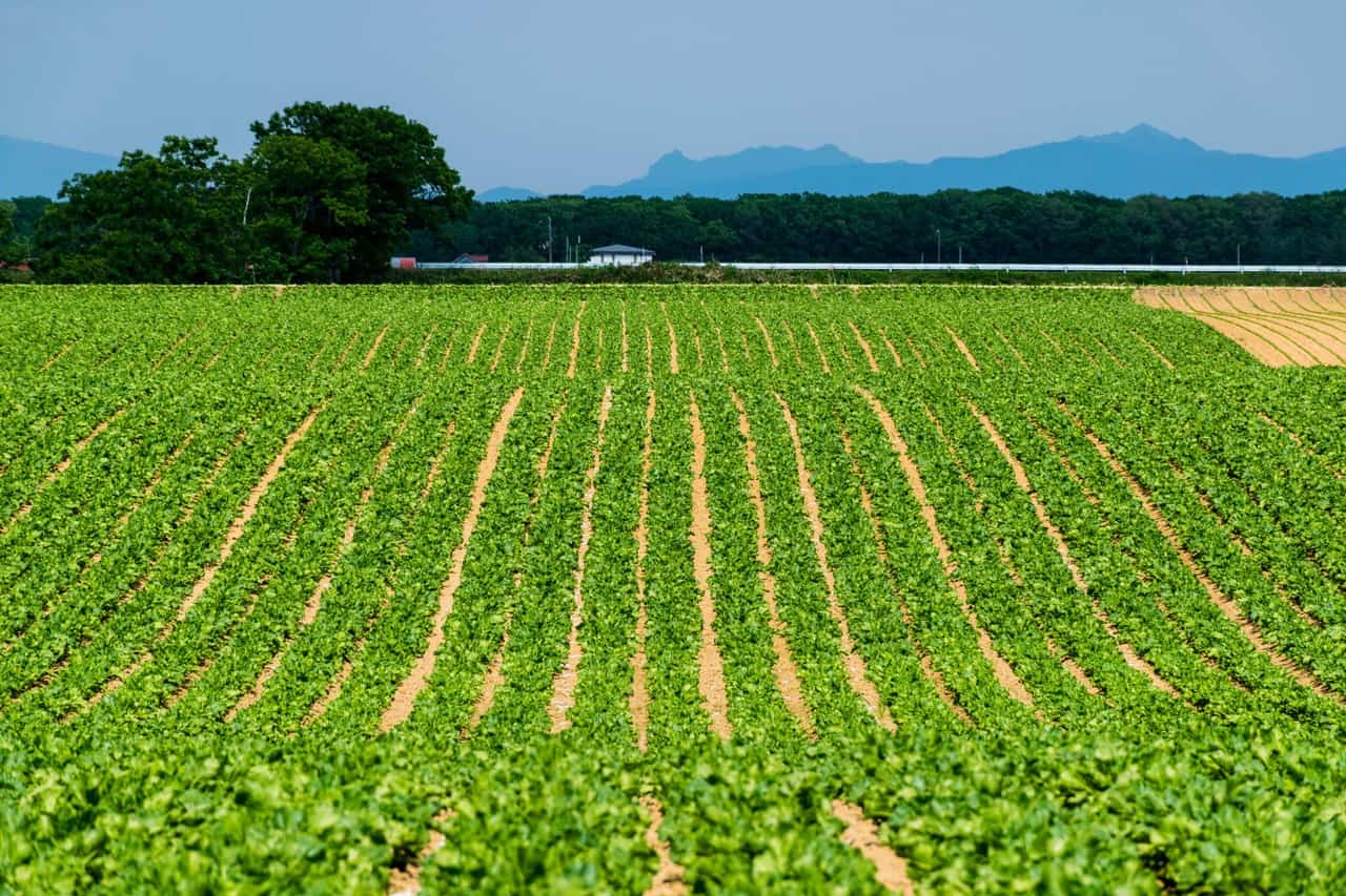 view of Farmland and Nature in Northern Hokkaido Prefecture Lake Tofutsu