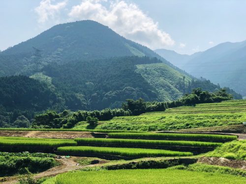greeny rice fields in Toon city, Ehime Prefecture, Japan.