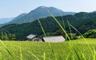greeny rice fields in Toon city, Ehime Prefecture, Japan.