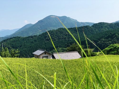 greeny rice fields in Toon city, Ehime Prefecture, Japan.
